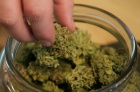 Liv marihuana k dispozici.
