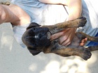 Německý boxer štěnata
