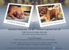 Bordeauxsk Dogy s PP tata Dogue de Bordeaux