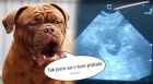 Bordeauxsk Dogy s PP tata Dogue de Bordeaux