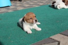 jack russel terier