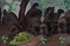 Labradorsk retriever- okoldov ttka