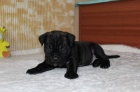 Cane Corso s PP