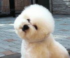 Bionek - Bichon Fris