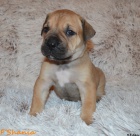 Boerboel tata s PP