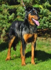 Beauceron - Rezervace ttek s PP