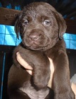 Labradorsk retriever s PP