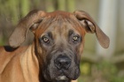 boerboel s pp