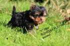 yorkshire terrier s PP