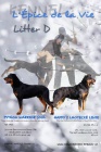 Beauceron - ttka ern s plenm & harlekn