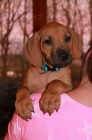 Rhodesian ridgeback s PP