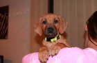 Rhodesian ridgeback s PP