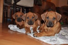 Rhodesian ridgeback s PP