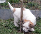 Roztomil tn Jack Russell terira s PP k odbru