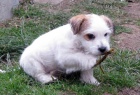 Roztomil tn Jack Russell terira s PP k odbru