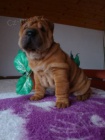 arpej, Shar-pei