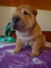 arpej, Shar-pei