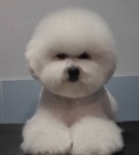 Bionek - Bichon fris