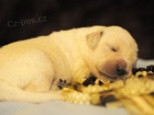 Zlat retrvr (Golden retriever) ttka s PP
