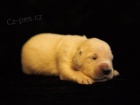 Zlat retrvr (Golden retriever) ttka s PP