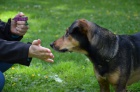 Vchova a vcvik rodinnch ps v Praze