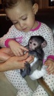 Prodm 2 Kapucn  Opice