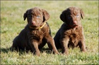 Chesapeake bay retriever