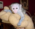 Dte Kapucn Opice Pro Prodej
