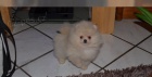 Pomeranian tata na prodej