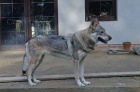 eskoslovensk vlk