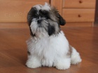 Shih-tzu, ši-tzu pejsek s PP