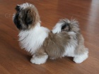 Shih-tzu, ši-tzu pejsek s PP