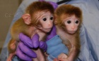 Krsn Kapucnsk opice pro prodej