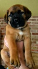 Boerboel