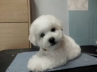 Bionek - Bichon Fris