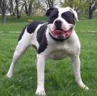 Americky Buldok / American Bulldog