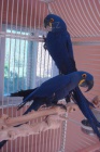 Krsn Ara Hyacint papouek