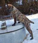 Boerboel PP - fenečka již k odběru