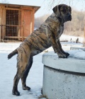 Boerboel PP - fenečka již k odběru