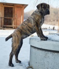 Boerboel PP - feneka ji k odbru