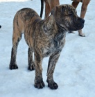 Boerboel PP - fenečka již k odběru