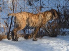 Boerboel PP - fenečka již k odběru