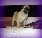 Mops s PP.