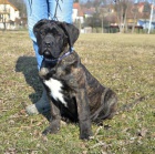 Cane corso - tata s PP