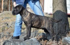 Cane corso - tata s PP