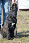 Cane corso - tata s PP