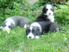 Bearded collie