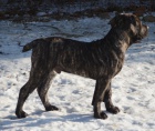 Boerboel tata s PP na prodej