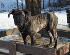 Boerboel tata s PP na prodej