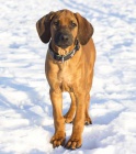 Rhodsk Ridgeback s Prkazem Pvodu